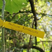 Aboutilon longiscupe