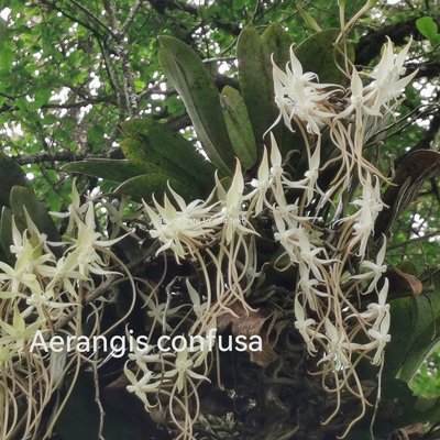 Aerangis confusa