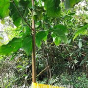 Afrocanthium keniense