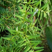 Afrocarpus usambarensis