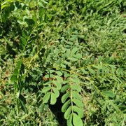 Albitzia coriaria (2)