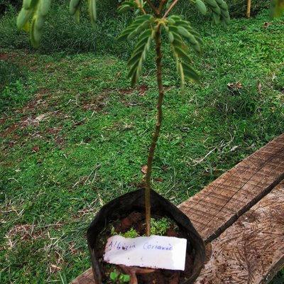Albizia coriaria
