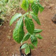 Allophylus abyssinicus