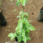 Allophylus rubifolius