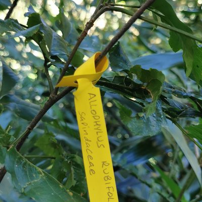 Allopyllus rubifolius