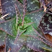 Aloe lateritia