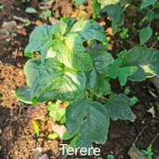 Amaranthus blitum (2)