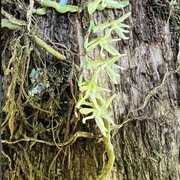 Angraecopsis amaniensis