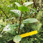 Apodytes dimidiata (2)