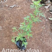 Artemesia afraa