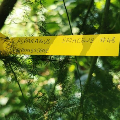 Asparagus setaceus