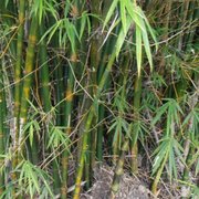 Bambusa vulgaris
