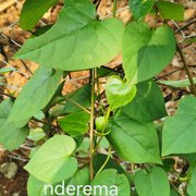 Basella alba nderema