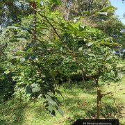 Bersama abyssinica subsp. paullinoides