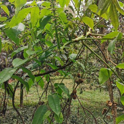 Bersama abyssinica subsp. paullinoides