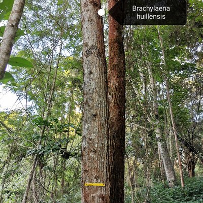 Brachylaena huillensis