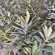 Brachylaena huillensis