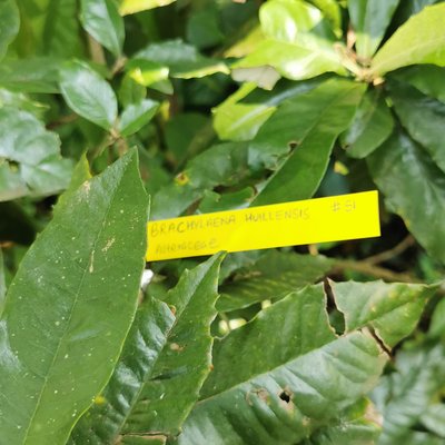 Brachylaena huillensis