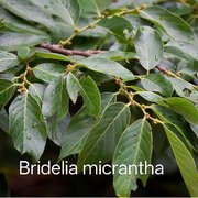 Bridelia micrantha