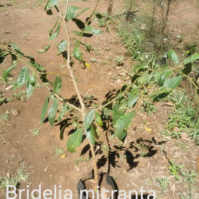 Bridelia micrantha