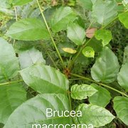 Brucea macrocarpa