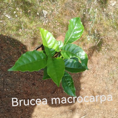 Brucea macrocarpa