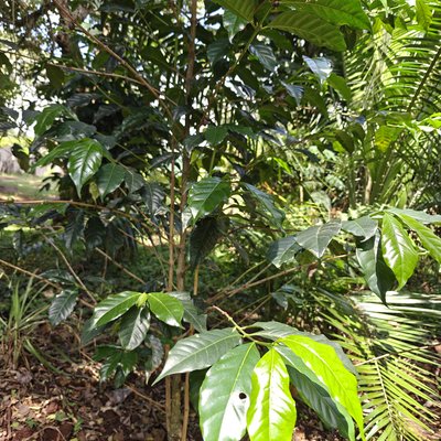 Coffea arabica