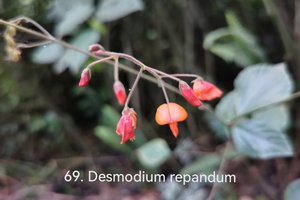 Desmodium repandum