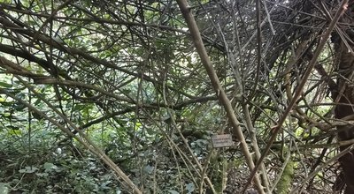 Embelia keniensis in December, leafless.