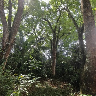 Fraxinus excelsior glade