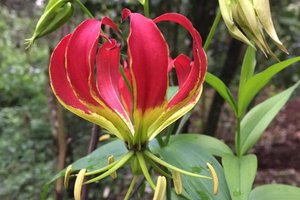 Gloriosa superba