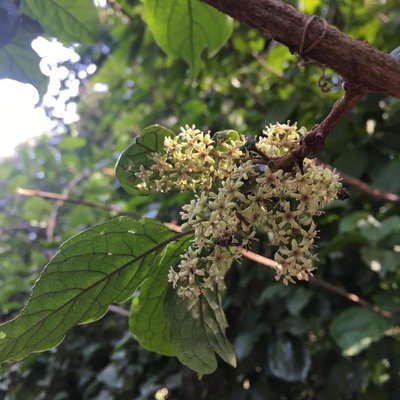 Embelia keniensis in flower