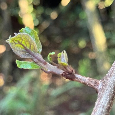 Embelia keniensis new buds
