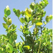 Acokontera schimperii