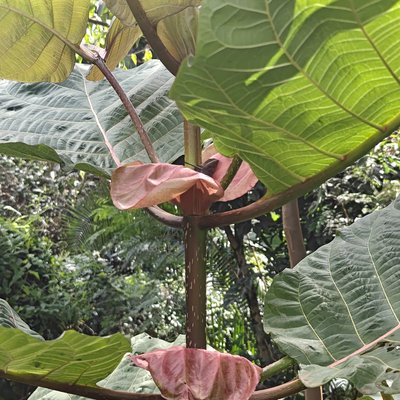 Mitragyna rubrostipulata interpetiolar stipules