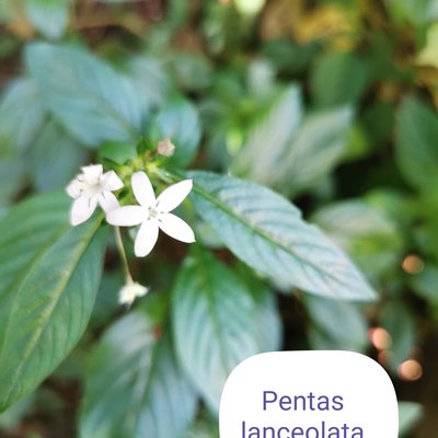 Pentas lanceolata