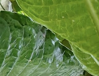 Psychotria fractinervata leaf venation