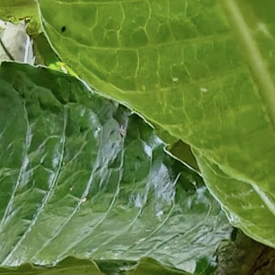 Psychotria fractinervata leaf venation