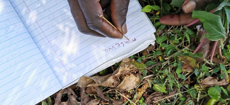 Paul Samikwo writes Malewa with Rubia cordifolia ink