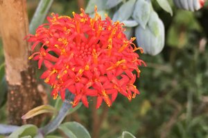 Scadoxus multiflorus
