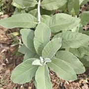 Tarchonanthus camphoratus