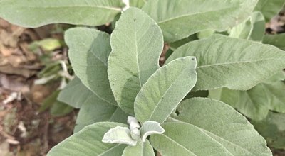 Tarchonanthus camphoratus