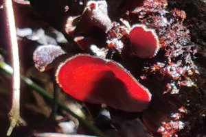 fungi3