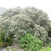 Tarchonanthus camphoratus