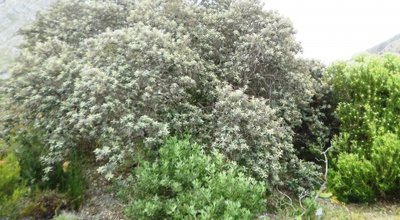 Tarchonanthus camphoratus